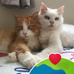 Wing Lo - @winglouk - Instagram