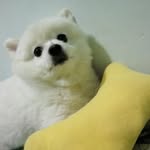 Wing Poon - @wing_poon3350 - Instagram