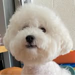 Wing Shek - @ricerice_chiu - Instagram