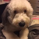 wing shum - @wingwingshumshum - Instagram