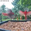 Wings in Focus - @wings.in.focus - TikTok
