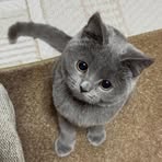 Wing Sum - Facebook