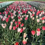 Wing Sun Tam - @wingsuntam123 - Instagram