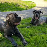 Wing To - @canecorso_crazymom - Instagram