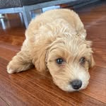 Winifred Augustine Gertrude - @winnie.the.shmoo - Instagram
