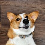 Winnie Love Freund-Barry - @winifredthecorbi - Instagram