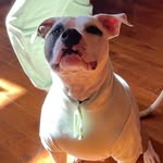 Benny booboo - @majorbensonwinifredpaynedoyle - Instagram