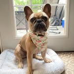 Winnie & Frankie - @winifred_franklin3 - Instagram