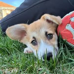 Leela Winifred the Corgi - @leelawinifredthecorgi - Instagram