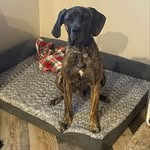 Winchester Winifred Lee III - @winchester_thegreat - Instagram