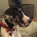 Winifred's Pack - Facebook