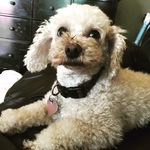 April Winifred reed ramirez - @itsaprilthepoodle - Instagram