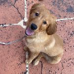 Winifred Linda Rivera🐶 - @winniethegolden15 - Instagram