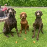 Benson & Hektor & Winnie 🐾🐶 - @benson_hektor_and_winnie - Instagram