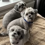 Pinot, Winnie & Benson ❤️❤️❤️ - @shitzulove3 - Instagram