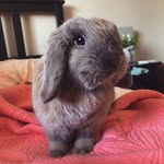 ✨Winnie & Benson🐰 - @winnie.thebun - Instagram