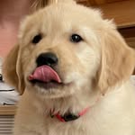 Winnie the Golden - @winniemaybenson - Instagram