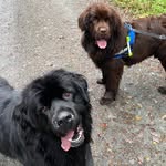Winnie&benson - @winnieandbensonnewfibear - Instagram
