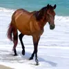 Horses_willow - @winniedaly0 - TikTok