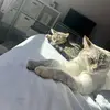 winniedalynx - @winnielunapua - TikTok