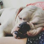 winnie evans 🐶 - @lowkeywinnie - Instagram