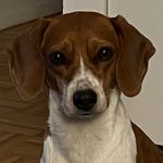 Winnie Kelley-Evans - @winifredthebeagle - Instagram