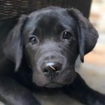 Winnie Mae Evans - @tails_of_winnie_mae - Instagram