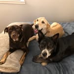 Adv of Winnie, Roo, & Franklin - @advofwinnierooandfranklin - Instagram