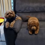 Franklin - @franklin_and_winnie - Instagram