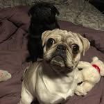 Franklin and Winnie - @franklin.and.winnie - Instagram