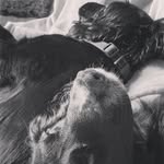 Franklin and Winniefred the Cocker Spaniels - @franklinandwinniefred - Instagram