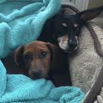 franklin&fred - @franklinandwinnie - Instagram