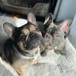 ᏊIᏁᏁIᏋ and ғranĸlιn 🐾 - @winnieandfranklin - Instagram