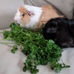 winnie and franklin's journey - @winnieandfranklins - Instagram