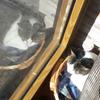 TheBlackAndWhiteCat - @winnie_green - TikTok