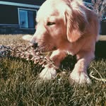 Bella's Best Bud - @___winniehall___ - Instagram