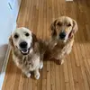 Winnie Cooper and Kevin Hall - @hallgoldens - TikTok