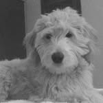 Winnie Hall - @winniethegoldendoodle4 - Instagram