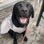 Winnie Hall - @winnie_thepooch7 - Instagram