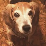 Winnie Howell🐾 - @winnie_girl3 - Instagram