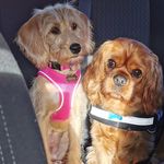 Benji 🐾 & Winnie 🐾 - @benji.winnie.jones - Instagram