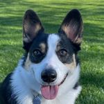 Winnie Jones - @welshcorgiwinnie - Instagram
