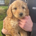 Winnie Jones - @winnie_the_cockerpoo14 - Instagram