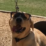 Winnie Keith - @meth_labrador_ - Instagram