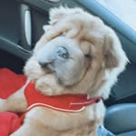 Winnie keith the chow pei. - @winnie_keith_lewis - Instagram