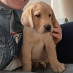 Winnie the lab - @winnie_kingsley - Instagram