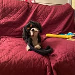 Winnie - @winnie.king_charles_cavalier - Instagram