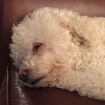 @winnielambdog - Instagram
