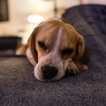 Winnie 🐶🐾 - @winnielebeagle - Instagram