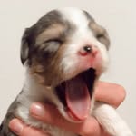 WINNIE le mini aussiedoodle🧿 - @winnielemini - Instagram